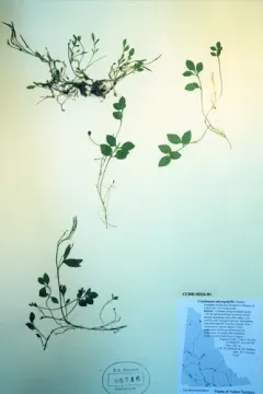 Littleleaf Bittercress thumbnail 1