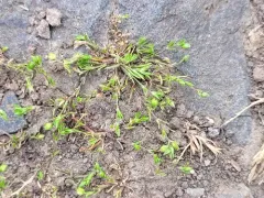 Annual Pearlwort thumbnail 3