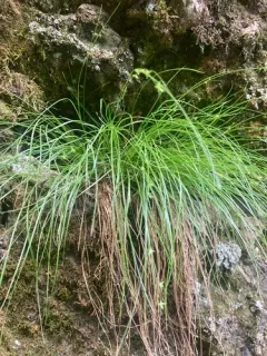 Appalachian sedge thumbnail 1