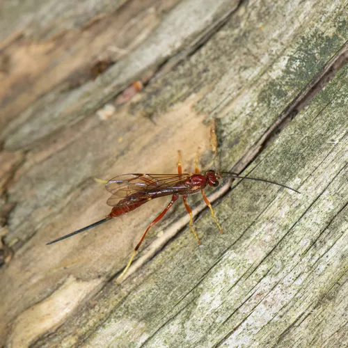 Coleocentrus rufus