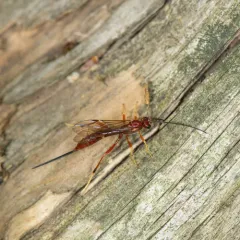 Coleocentrus rufus thumbnail 1