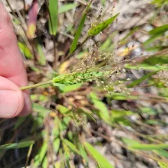 round-fruited rosette-panicgrass thumbnail 2