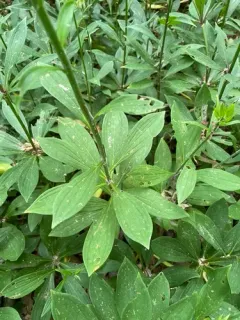 Martagon Lily thumbnail 1