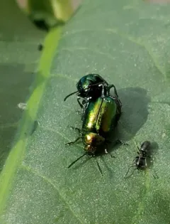 Blue Dock Beetle thumbnail 2