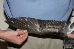 Cook's Petrel thumbnail 2