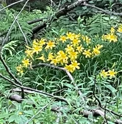 yellow daylily thumbnail 2
