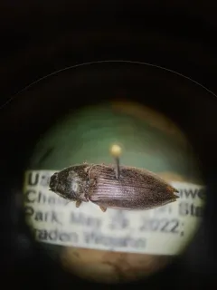 Oxygonus obesus thumbnail 4