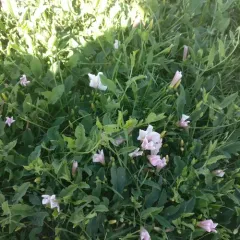 field bindweed thumbnail 3