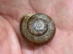 Broad-banded Forestsnail thumbnail 4