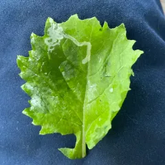 Cabbage leafminer thumbnail 2
