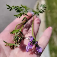 field milkvetch thumbnail 1