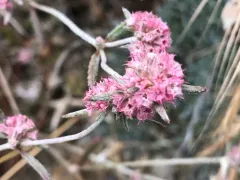 pink spineflower thumbnail 3