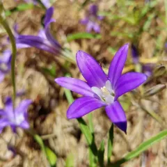 harvest brodiaea thumbnail 1