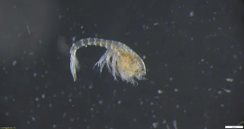 Pseudoleptocuma minus
