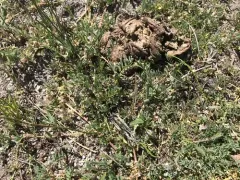 lemmon's milkvetch thumbnail 2