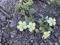 newberry's cinquefoil thumbnail 2