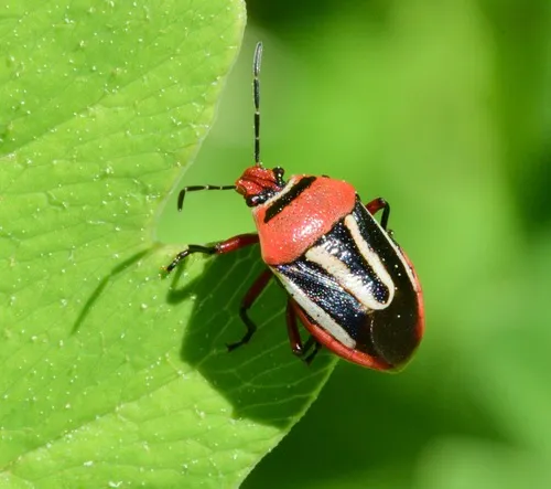 Perillus exaptus