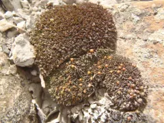 Toothless Grimmia thumbnail 3