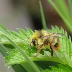Fuzzy-Horned Bumble Bee thumbnail 2