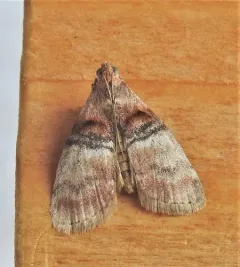 Sycamore Webworm Moth thumbnail 2