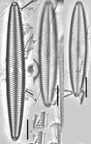 Navicula angusta