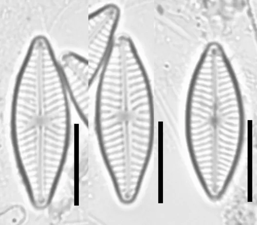 Navicula antonii