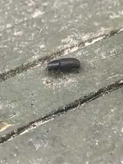 Hylastes gracilis thumbnail 3
