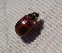 American Aspen Beetle thumbnail 3