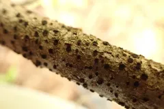 Dermea abietina thumbnail 1