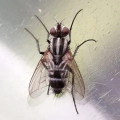 Paradidyma singularis thumbnail 2