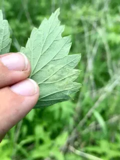 Agromyza princei thumbnail 2