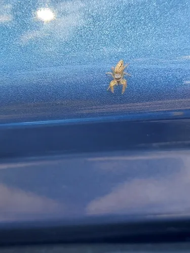 Toothed slender jumping spider