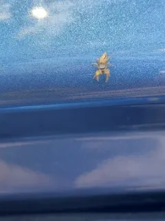 Toothed slender jumping spider thumbnail 1