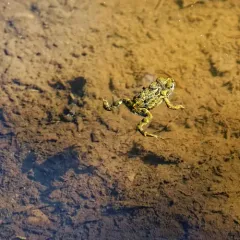 Western Toad thumbnail 3