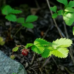 woodland strawberry thumbnail 4