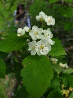 Rough Hawthorn thumbnail 2