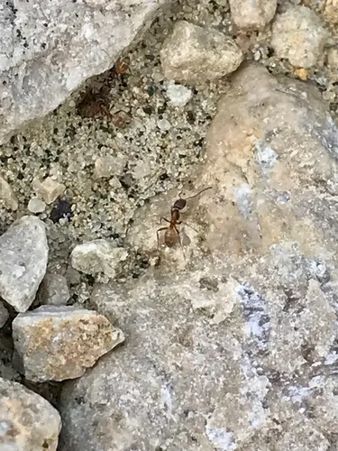 High Noon Ant