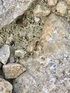 High Noon Ant thumbnail 1