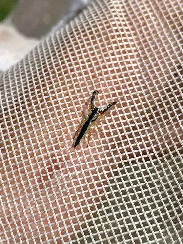 Pike Slender Jumper
