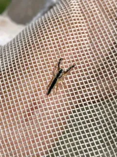 Pike Slender Jumper thumbnail 1