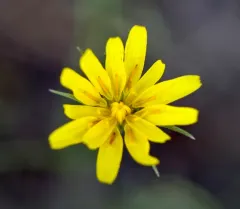 Slender Hawksbeard thumbnail 3