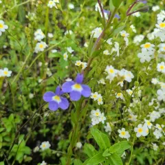 Cascade Calicoflower thumbnail 4