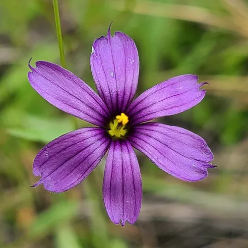Hitchcock's Blue-eyed Grass