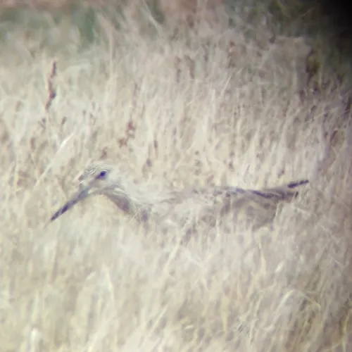 Willet