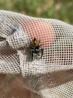 Phidippus insignarius thumbnail 1