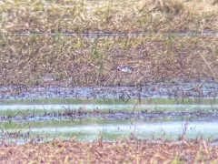 Garganey thumbnail 2