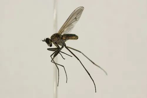 Hydatostega viridiflos