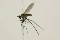 Hydatostega viridiflos thumbnail 1