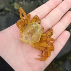 Helmet Crab thumbnail 4