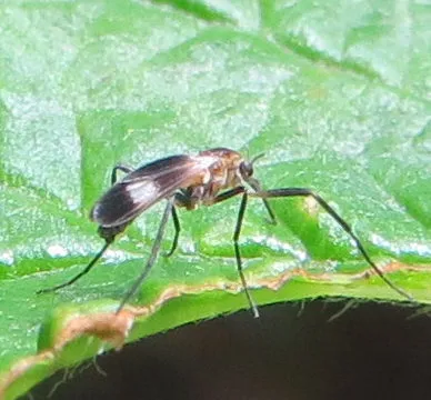 Chasmatonotus fascipennis